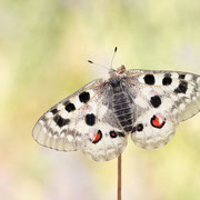 Mosel-Apollofalter (Parnassius apollo vinningensis): Oberseite ♀