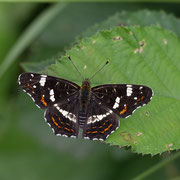 Landkärtchen (Araschnia levana): Oberseite ♂ f. prorsa