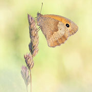 Großes Ochsenauge (Maniola jurtina): Unterseite ♀