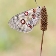 Mosel-Apollofalter (Parnassius apollo vinningensis): Unterseite ♀