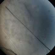 A16. Fibre nervose.