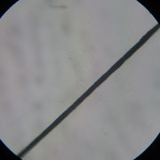 A16. Fibre nervose.