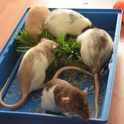 Jinto, Fling, Aygo, Oilily en Dutchess