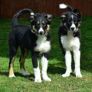 Brax und Birdy