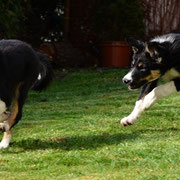 Brax und Birdy beim Wettlauf