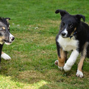 Brax und Batman