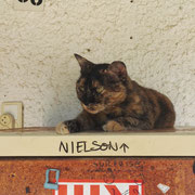 Nielson, ein von vielen vielen Katzen, die in Nes Ammim leben