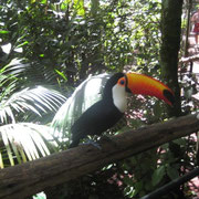 Toucan d'Iguazu