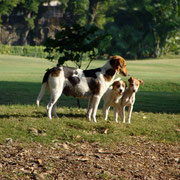 Willingdon Sport Club, Mumbai - Photo: Rita Marsmann