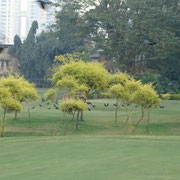 Willingdon Sport Club, Mumbai - Photo: Rita Marsmann