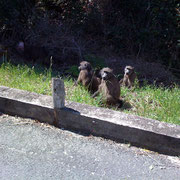 Plettenberg, SA - Photo: Sabine Anders