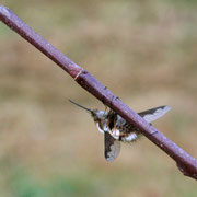 Le monde des insectes