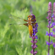 Plattbauchlibelle im Gaupeler Landgarten       Foto: Walter Weigelt