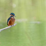 Junger Eisvogel Foto: Walter Weigelt