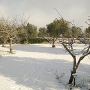 Giardino in Inverno