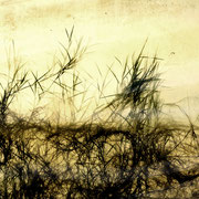 Gras/02, FotoArt, gedruckt auf Hahnemühle Büttenpapier 