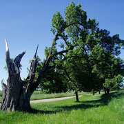 Naturdenkmal  Buche in Dettingen