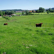 schottische Hochlandrinder im Eselsburger Tal bei Anhausen