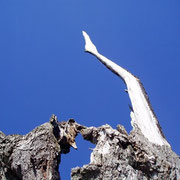 Naturdenkmal  Buche in Dettingen