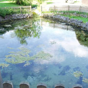 Hürbequelle in Hürben