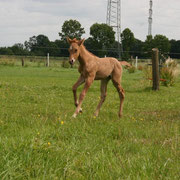 "Grace" Stutfohlen aus Buddy