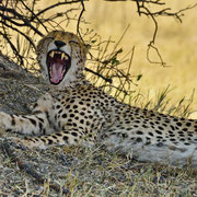 Gepard ( Cheetah )