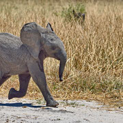 Afrikanischer Elefant ( Elephant )