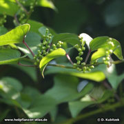 Yamswurzel (Dioscorea opposiifolia)