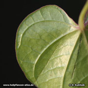 Yamswurzel (Dioscorea opposiifolia), Blatt Unterseite