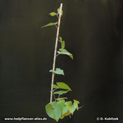 Yamswurzel (Dioscorea opposiifolia) ist eine windende Kletterstaude