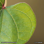 Yamswurzel (Dioscorea opposiifolia), Blatt Oberseite