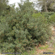 Mastix-Strauch (Pistacia lentiscum), hier über 2 m hoch wachsend an einem Gehölzrand auf Mallorca