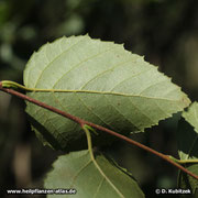 Moorbirke (Betula pubescens), Unterseite Blatt