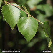 Moorbirke (Betula pubescens), Blattform