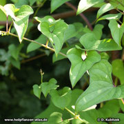 Yamswurzel (Dioscorea opposiifolia)