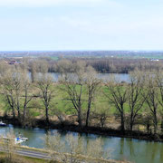 Vorne ein Altarm des Rheins, hinter der Insel der Rhein