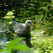 Teich im alten botanischen Garten