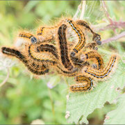 Wolfsmilch-Ringelspinner (M. castrensis)