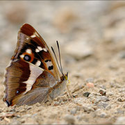 Großer Schillerfalter (Apatura iris), Thüringen 2012