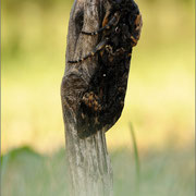 Totenkopfschwärmer (Acherontia atropos), Griechenland ex. pupa