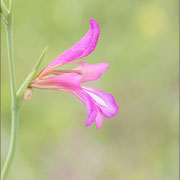 Acker-Gladiole (Gladiolus italicus)