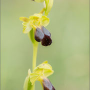 Ophrys sulcata, Balem