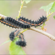 Südliches Kleines Nachtpfauenauge (E. pavoniella)