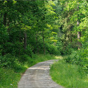 Luftfeucher, artenreicher Waldweg mit Salweide (Thüringen)