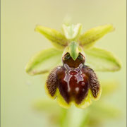 Ophrys sphegodes s.l., Rovinji