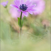 Stern-Anemone (Anemone hortensis)