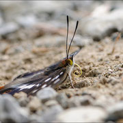 Großer Schillerfalter (Apatura iris), Thüringen 2012