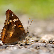 Kleiner Schillerfalter (Apatura ilia), Zeitzer Forst 2012