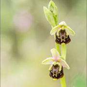 Ophrys untchjii, Karvan
