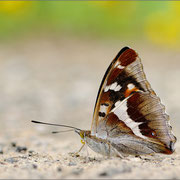 Großer Schillerfalter (Apatura iris), Thüringen 2012